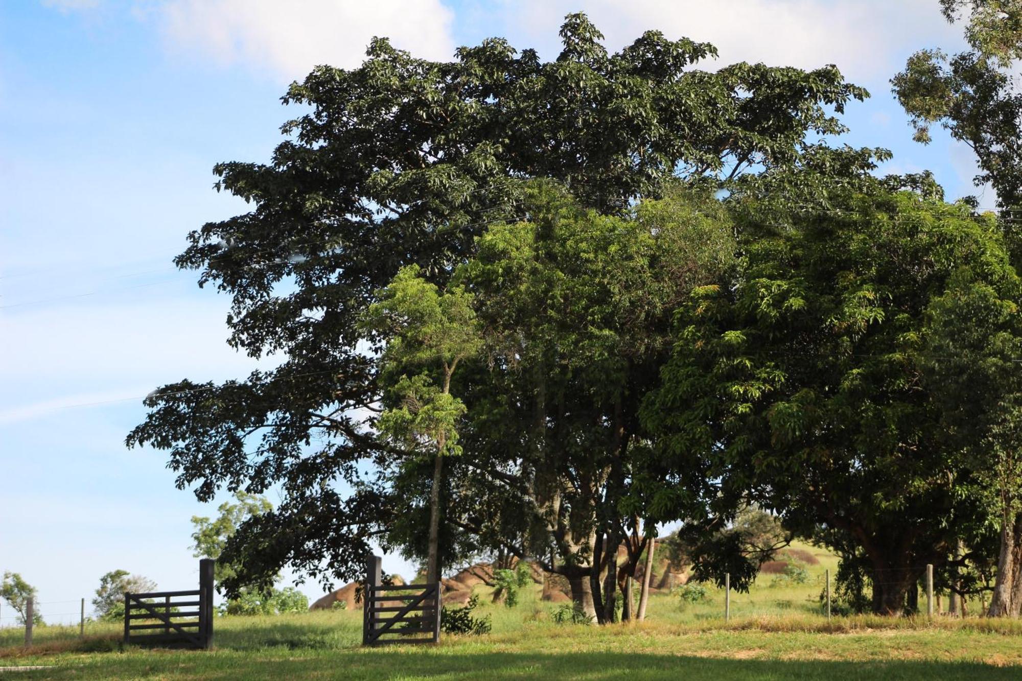 Limoeiro Da Concordia Hotel Fazenda De Charme Cabreúva 外观 照片